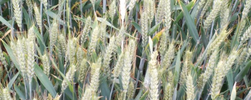 石科糯1号小麦品种简介，平均生育期235.9天