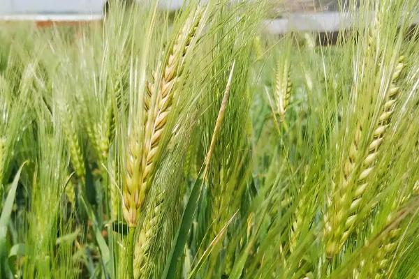 津强9号小麦种子特征特性，足墒播种
