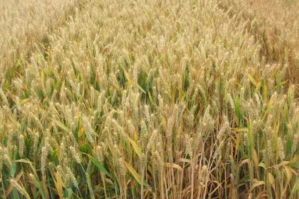 石科糯1号小麦品种简介，平均生育期235.9天