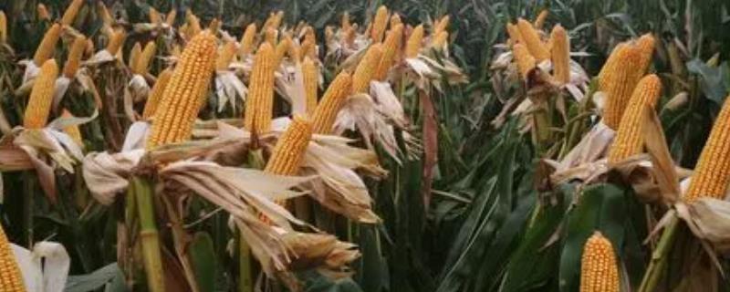 晟玉18玉米种简介，夏播生育期98-103天