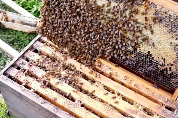 蜜蜂养殖的秘诀，以下7点需谨记