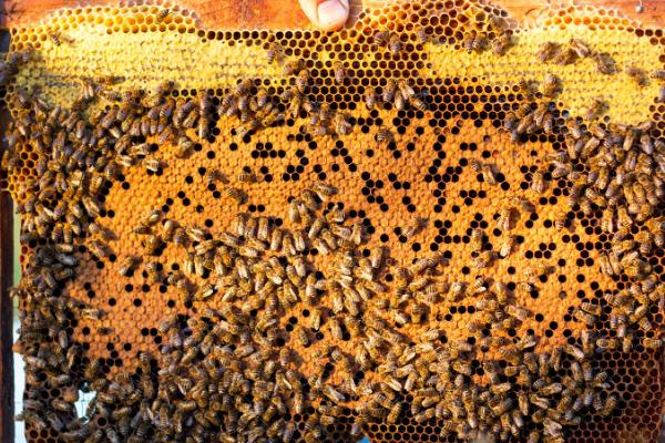蜜蜂养殖的秘诀，以下7点需谨记
