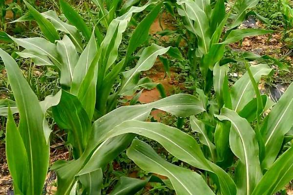 M3509玉米种子特征特性，出苗至成熟116天左右