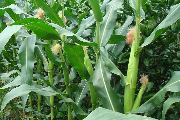 稷秾105玉米种简介，出苗至成熟116天左右