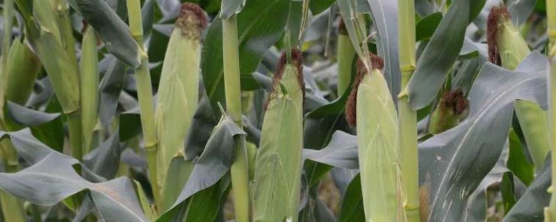 金棒V77玉米种子特征特性，出苗至成熟116天左右
