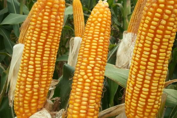 梅亚1601玉米品种的特性，中抗玉米螟（5.5MR）