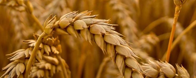 农麦300小麦种子特征特性，在生产过程中注意蚜虫的防治