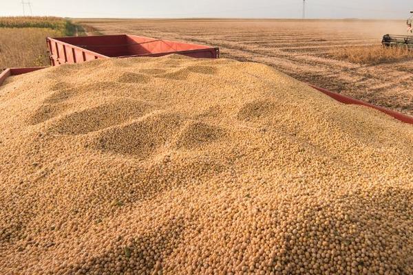 蒙科豆12大豆种子特征特性，中等肥力地块亩保苗7万株