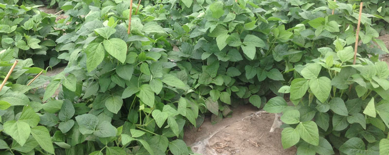 蒙科豆12大豆种子特征特性，中等肥力地块亩保苗7万株