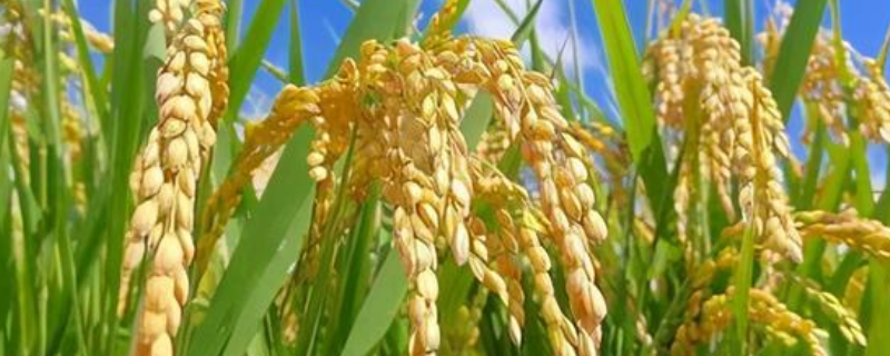 松粮5号水稻种子特点，并喷施防治穗颈瘟药剂