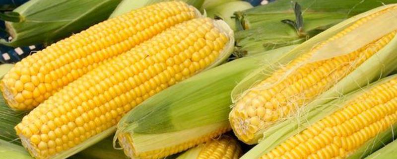 沈海799玉米品种的特性，春播出苗至成熟130天