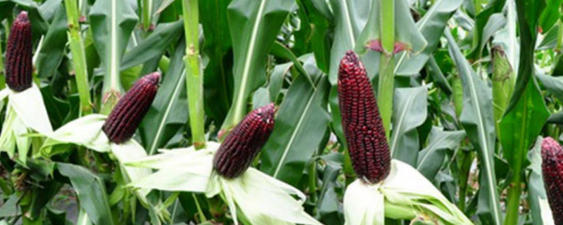 P589玉米种子简介，春播出苗至成熟127天