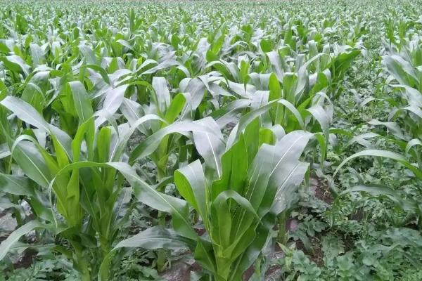 吉耐尔803玉米品种的特性，密度4500株/亩左右
