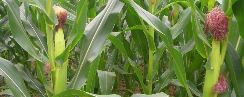 乾坤105玉米种子介绍，适宜在肥力中上等的地块种植