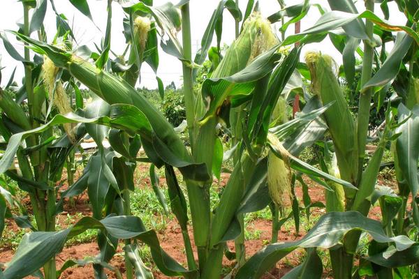 兴业606玉米种子特征特性，高抗茎腐病