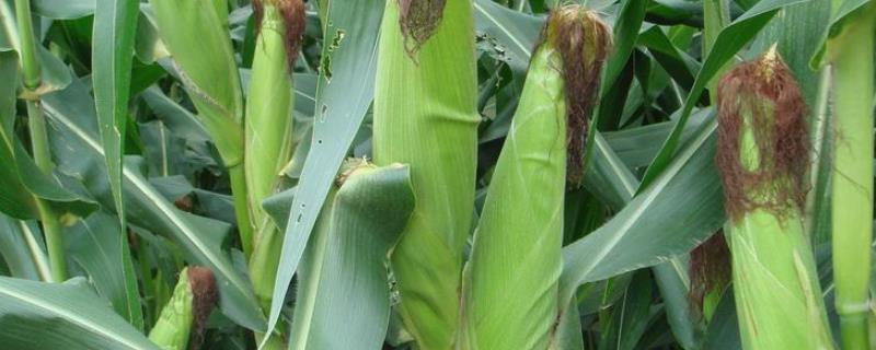 L678玉米种子特点，适宜在肥力中上等的地块种植