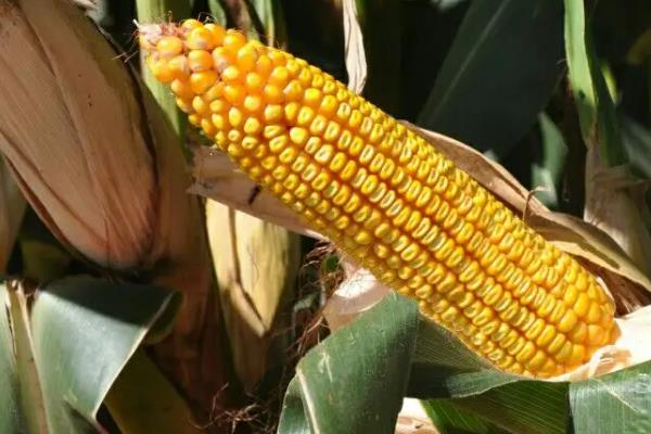 辽单1811玉米品种的特性，春播出苗至成熟130天