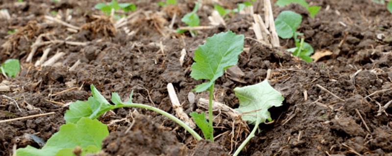 下雨天为什么不能种油菜，原因是土壤中的水分过多、油菜的根系容易缺氧