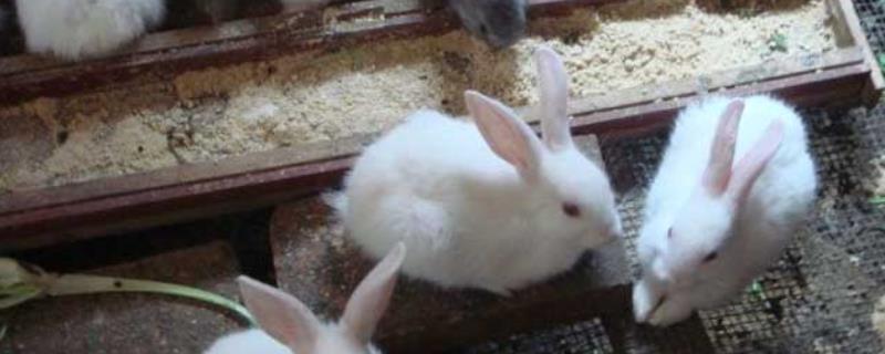 农村家庭养兔方法，需保证兔舍的干净整洁