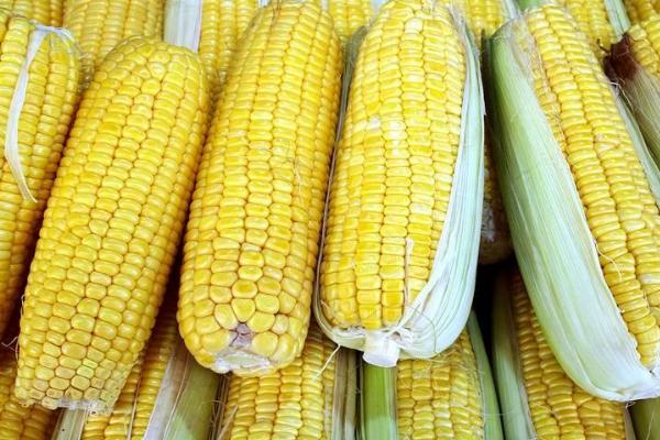 东裕128玉米种子简介，注意防治灰斑病