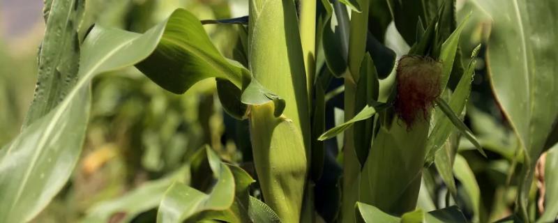 金世988玉米种子介绍，适宜在肥力中上等的地块种植