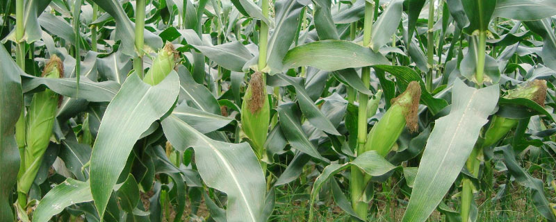 DF708玉米种子特点，适宜在肥力中上等的地块种植