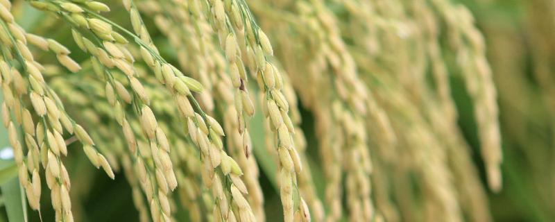 稻源7号水稻种简介，4月中旬播种