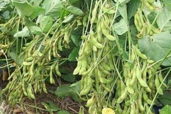 富豆18大豆种子特点，辽宁省春播生育期131天
