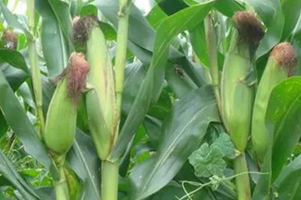 先丰3号玉米品种的特性，4月下旬至5月上旬播种
