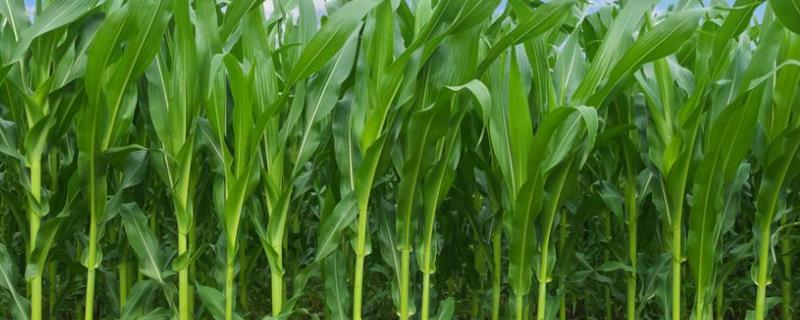富泰178玉米品种简介，中等肥力以上地块栽培