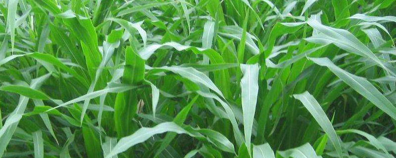 绿育9968玉米品种简介，中等肥力以上地块栽培