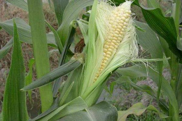 亨达588玉米种简介，4月下旬至5月上旬播种