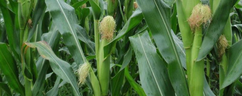 瑞秋307玉米种子特征特性，4月下旬至5月上旬播种