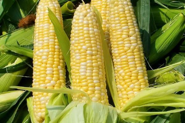 吉农大355玉米种子介绍，中等肥力以上地块栽培