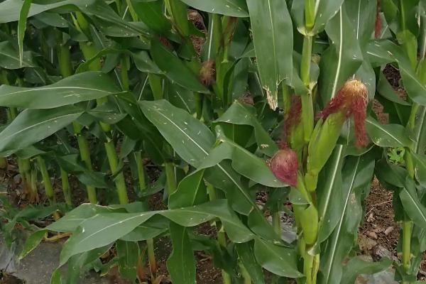 福江191玉米种子特点，中抗茎腐病