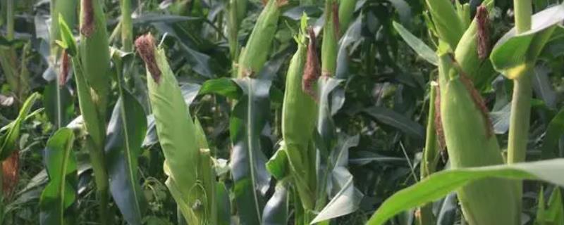 吉单62玉米品种的特性，中等肥力以上地块栽培