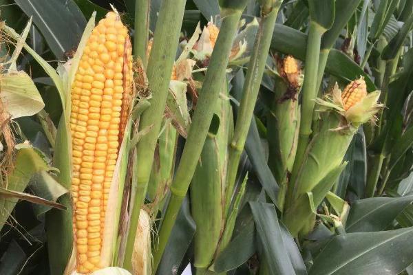 吉单508玉米种子特征特性，中等肥力以上地块栽培