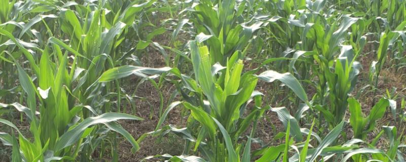 吉单508玉米种子特征特性，中等肥力以上地块栽培
