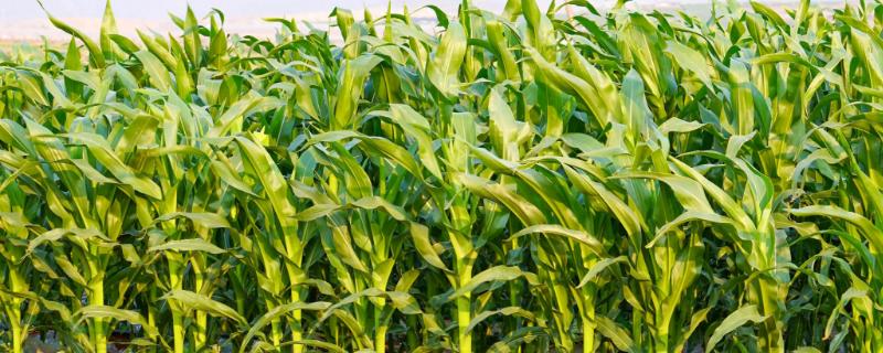 松糯9号玉米种子特征特性，4月下旬至5月上旬播种