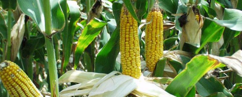 垦吉824玉米种子介绍，中等肥力以上地块栽培