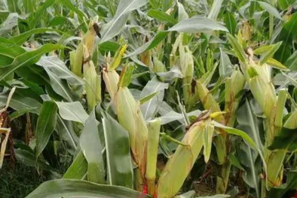 军锋98玉米种子介绍，中等肥力以上地块栽培