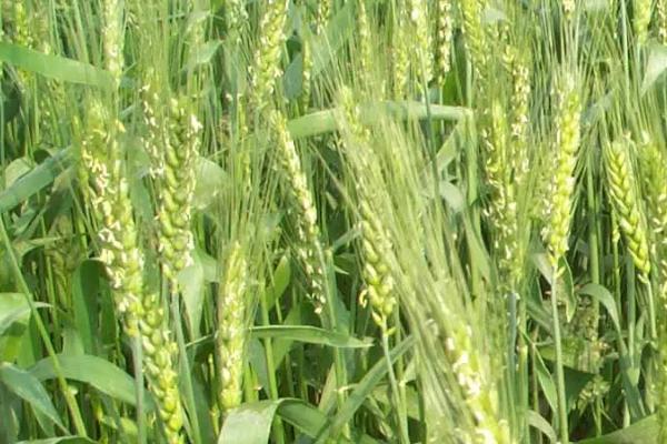 长麦19小麦品种简介，中抗白粉病