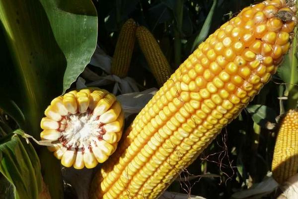 垦吉515玉米种子介绍，中等肥力以上地块栽培
