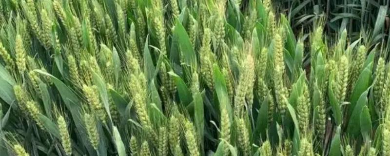 吉春28小麦种子特点，防治散黑穗病和地下害虫