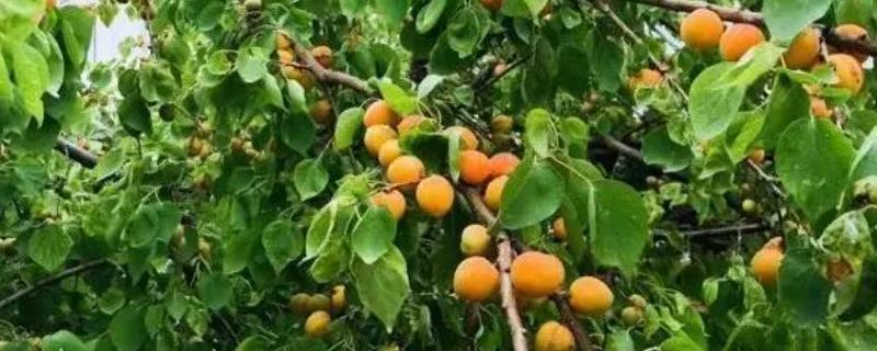 杏树种植技术，夏天和冬天对果树进行适当的修剪