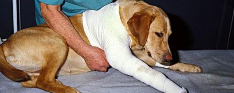 狗狗受伤应急治疗方法，及时对伤口进行消毒并包扎