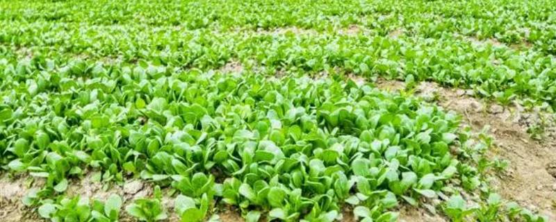 青菜的种植方法，需要选择颗粒饱满且无病虫害的种子