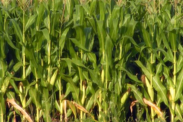 千单11玉米种子特征特性，春播平均生育期136.7天