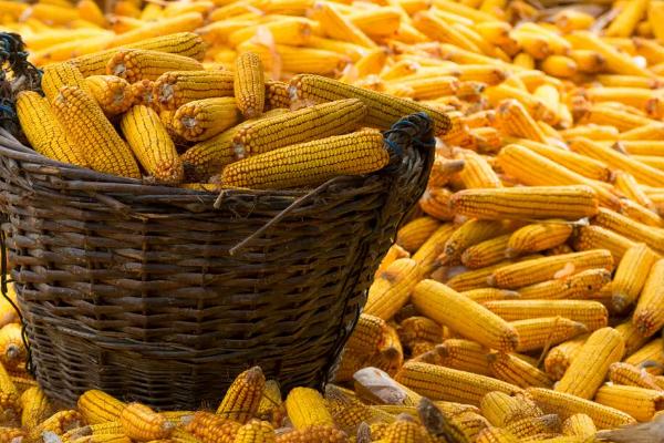 千单11玉米种子特征特性，春播平均生育期136.7天