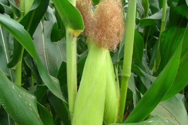 竹单754玉米种子特征特性，达到优质高淀粉玉米品种标准